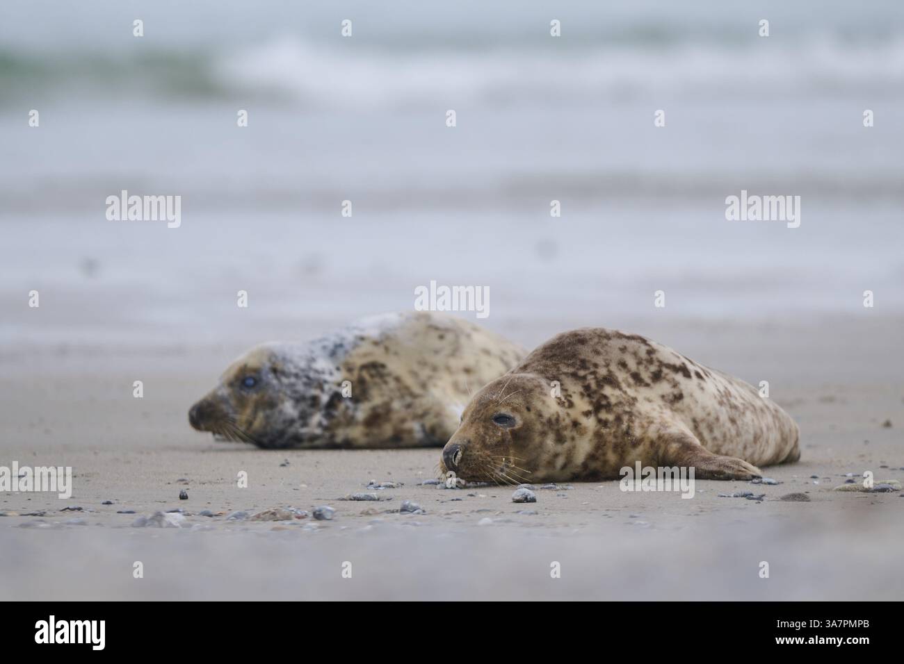 Graurobbe (Halichoerus grypus) am Strand, Duene, Helgoland, Schleswig-Holstein, Deutschland, Europa Stockfoto