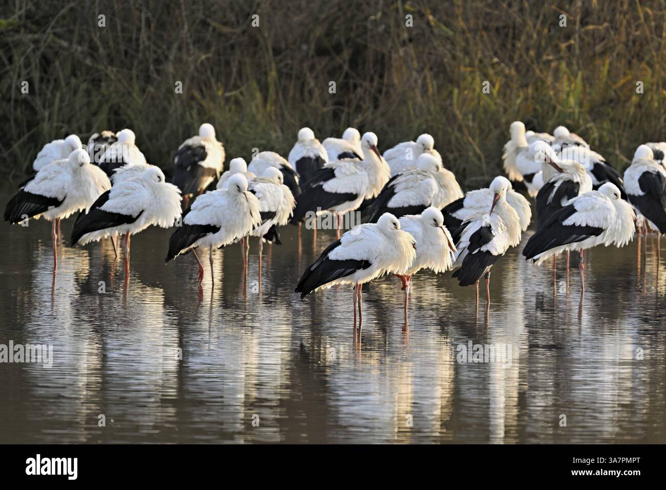 Weißstörche (Ciconia ciconia), große Herde im Flachwasser, Flachsee, Kanton Aargau, Schweiz, Europa Stockfoto