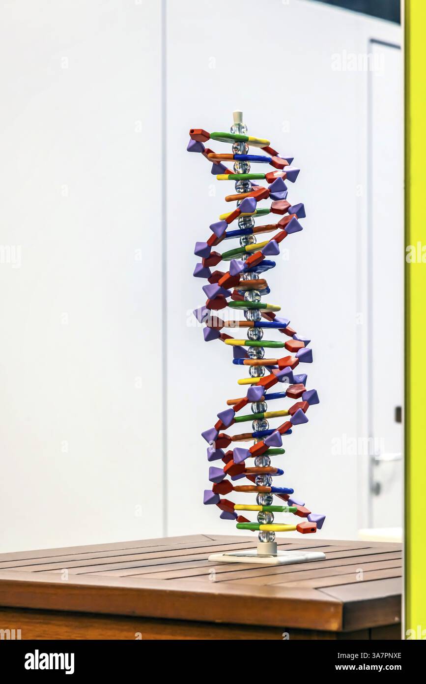 DNA-Helix-Strukturmodell. Modell für das Schulfach Biologie. Wissenschaftliche Lehrhilfe von Hedinger für den Wissenschaftsunterricht. Europas größte Bildungsstätte Stockfoto