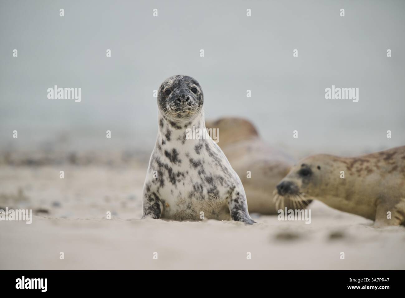 Graurobbe (Halichoerus grypus) am Strand, Duene, Helgoland, Schleswig-Holstein, Deutschland, Europa Stockfoto