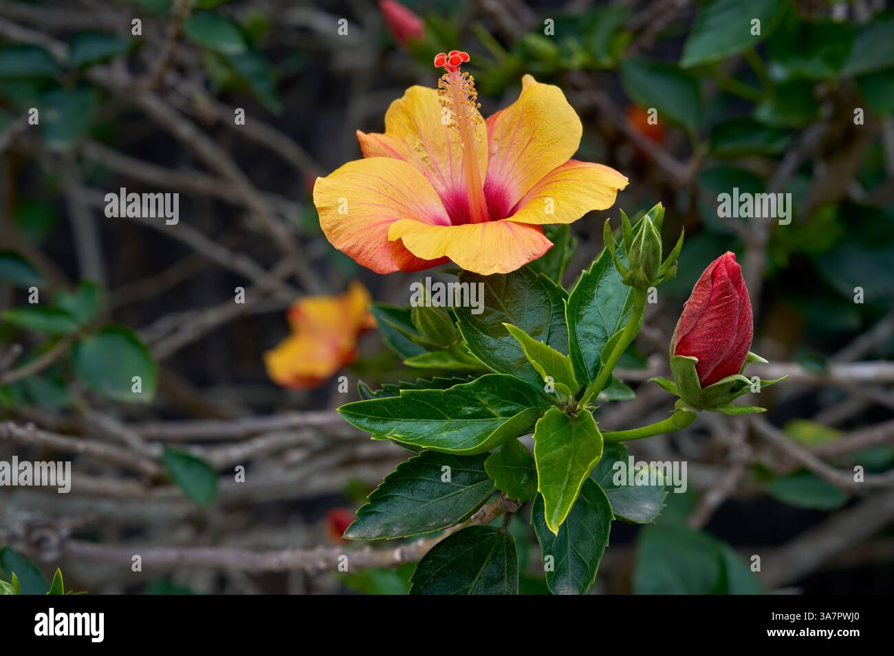 Chinesischer Hibiskus (Hibiscus rosa-sinensis) gelbe Blume auf einer Pflanze - Fokus-Stapelung Stockfoto