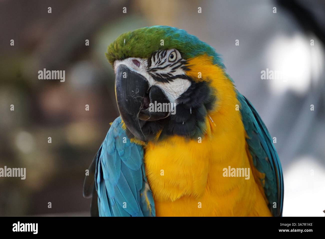 Buntes Nahporträt des Kopfes eines Aras, eines tropischen Papageiens mit hellgelben und blauen Federn. Stockfoto