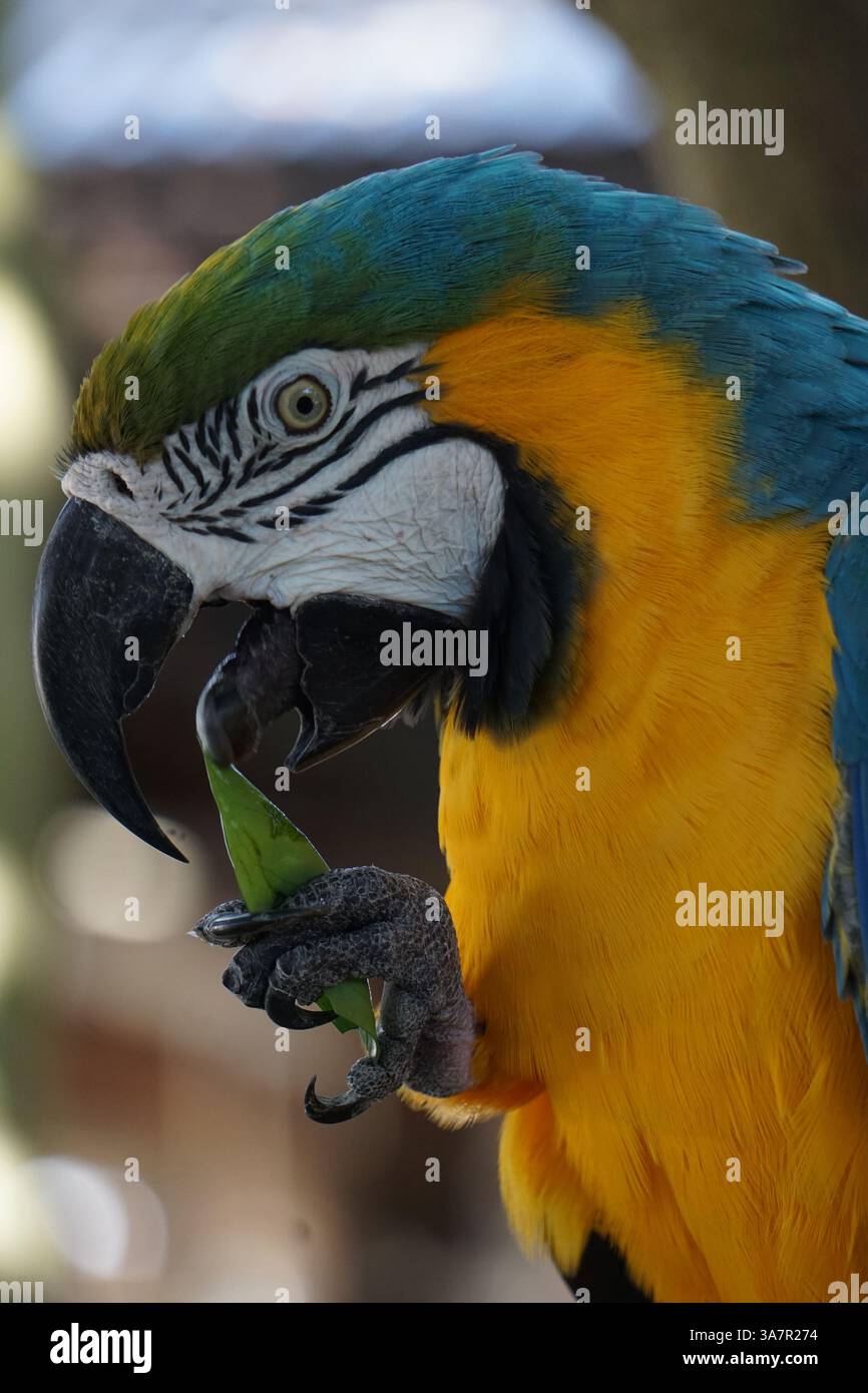 Detaillierte lebendige Nahaufnahme eines farbenfrohen tropischen Papageiens, eines Aras, der ein Blatt in der Kralle hält und es zum Essen in Richtung seines Schnabels bewegt. Stockfoto