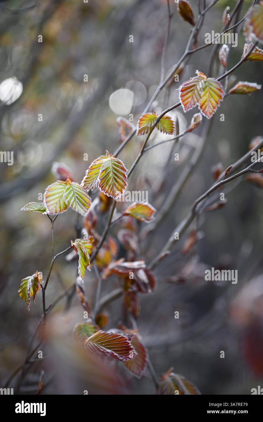 Naturhintergrund. Zweige mit jungen Hainbuche (Carpinus) Blätter im frühen Frühjahr. Nahaufnahme junger Baumblätter in Herbsttönen. Geringe Tiefe des FIE Stockfoto
