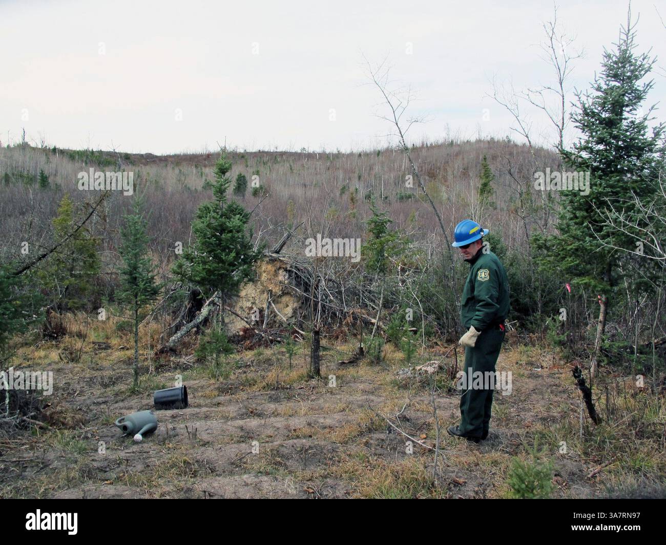 30. Oktober 2012 - Chequamegon-Nicolet, WI, USA - Jeff Seefeldt, District Ranger des U.S. Forest Service, untersucht ein Gebiet, das von Büschen und Bäumen befreit und Terrassen für Marihuanapflanzen angelegt wurde 30, die im Chequamegon-Nicolet National Forest im Oconto County entdeckt wurden. 2012. (Abbildung: © Meg Jones/MCT/ZUMAPRESS.com) Stockfoto