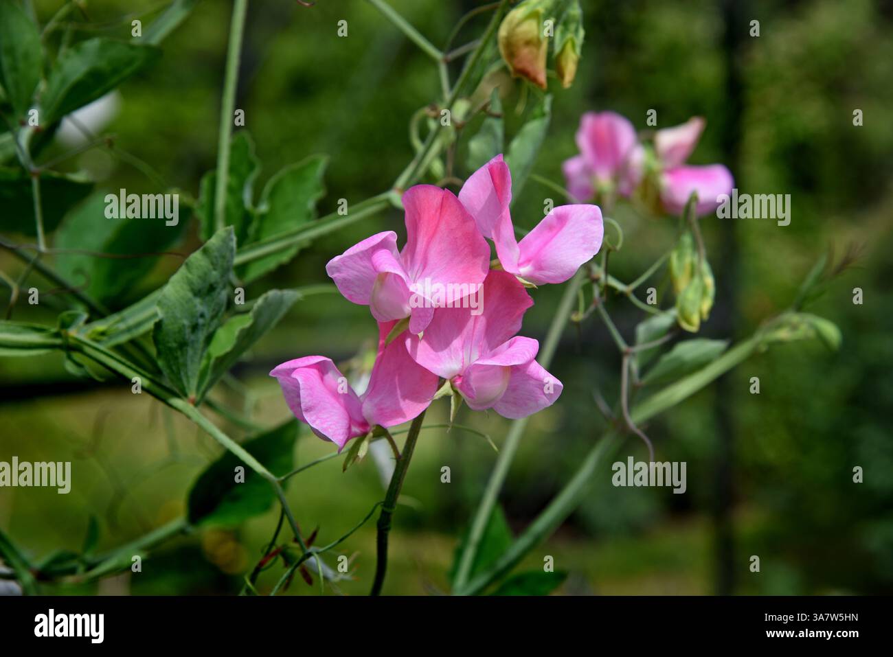 Rosa Blumen Sweet pea wächst im Garten. Lathyrus Stockfoto