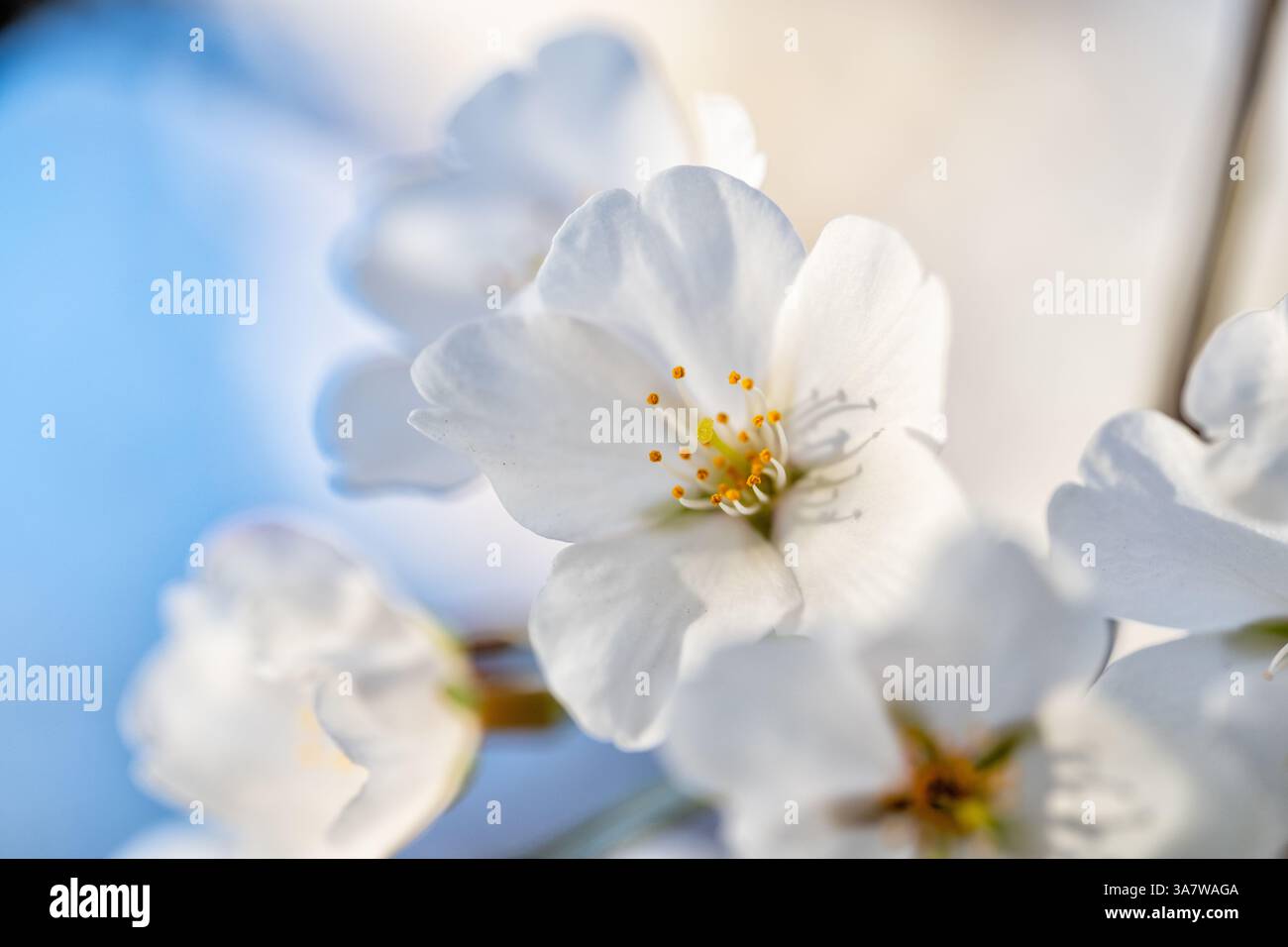 WASHINGTON DC – Eine detaillierte Nahansicht zeigt eine weiße Yoshino-Kirschblüte (Prunus x yedoensis) in Blüte entlang des Gezeitenbeckens. Diese blühenden Bäume, ein Geschenk Japans an die Vereinigten Staaten im Jahr 1912, stehen im Mittelpunkt des jährlichen National Cherry Blossom Festival, das jedes Frühjahr stattfindet. Stockfoto