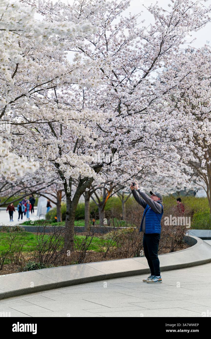 WASHINGTON DC — Ein Besucher fotografiert Yoshino Kirschblüten in voller Blüte im Martin Luther King Jr. Gedenkstätte entlang des Gezeitenbeckens. Diese blühenden Bäume, ursprünglich ein Geschenk aus Japan im Jahr 1912, ziehen jedes Frühjahr Tausende von Menschen für das nationale Kirschblütenfest an. Die Granitskulptur „Stein der Hoffnung“ des Gedenkwerks ist im Hintergrund zwischen den Blüten sichtbar. Stockfoto