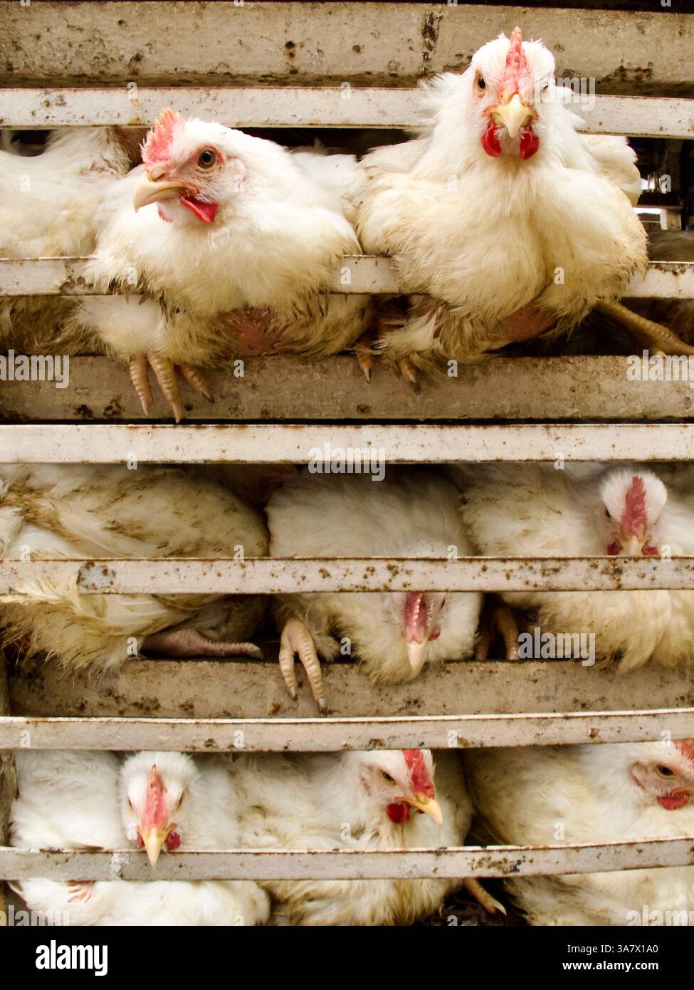 Hühner, die in Metallkäfigen für den Transport oder die Schlachtung in intensiver Geflügelhaltung eingepfercht werden, verdeutlichen die Tierschutzbedenken in der Agrarwirtschaft. Stockfoto