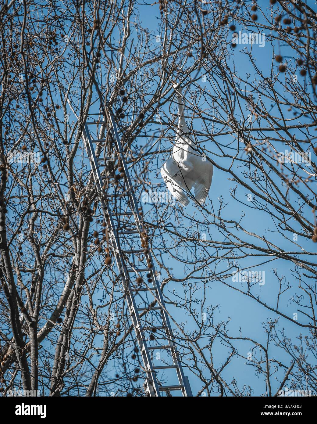 Ein toter großer stummer Schwan hängt an einem Baum im St. James's Park, London. Stockfoto Ein toter großer stummer Schwan hängt an einem Baum im St. James's Park, London. Stockfoto