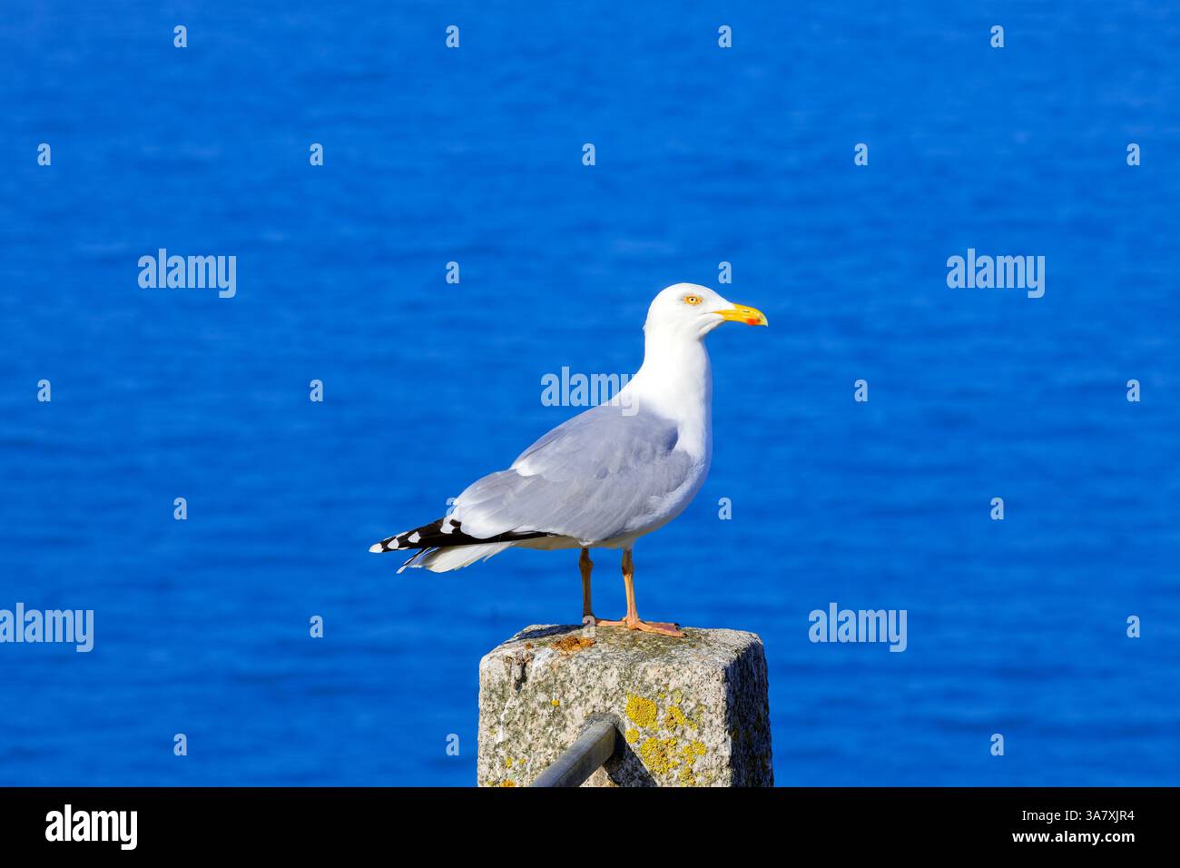 Eine Möwe auf dem Grab des Autors Francois-René de Chateaubriand aus dem 19. Jahrhundert in Saint-Malo (Ille-et-Vilaine), Frankreich Stockfoto