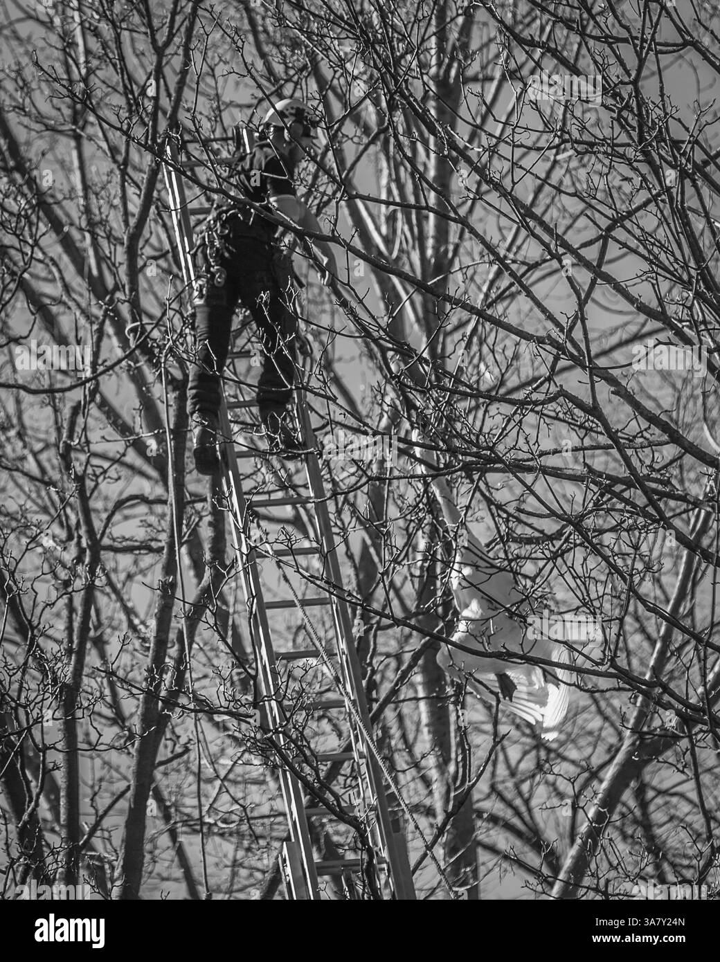 Ein Mann befreit einen toten stummen Schwan, der in Ästen gefangen ist und an einem Baum hängt. Stockfoto Ein Mann befreit einen toten stummen Schwan, der in Ästen gefangen ist und an einem Baum hängt. Stockfoto