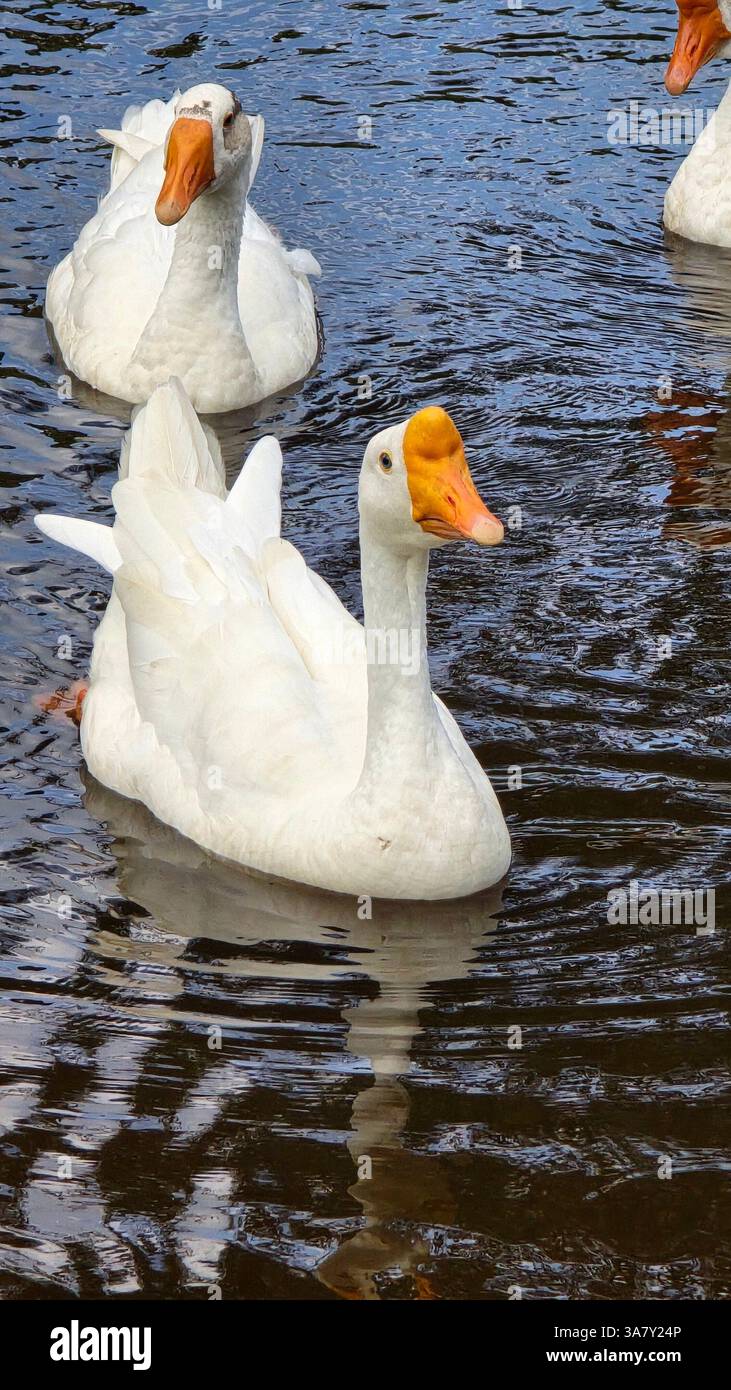 Zwei Enten im See - Smartphone-aufgenommenes Stockfoto