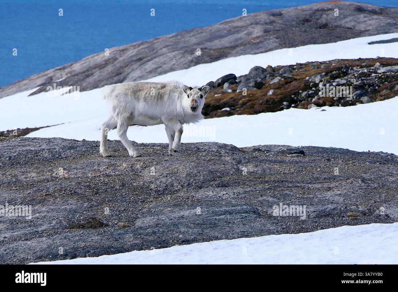 Ein einsames, hornloses Rentier schaut neugierig in die Kamera auf der felsigen Insel Blomstrandhalvoya im norwegischen Svalbard-Archipel Stockfoto