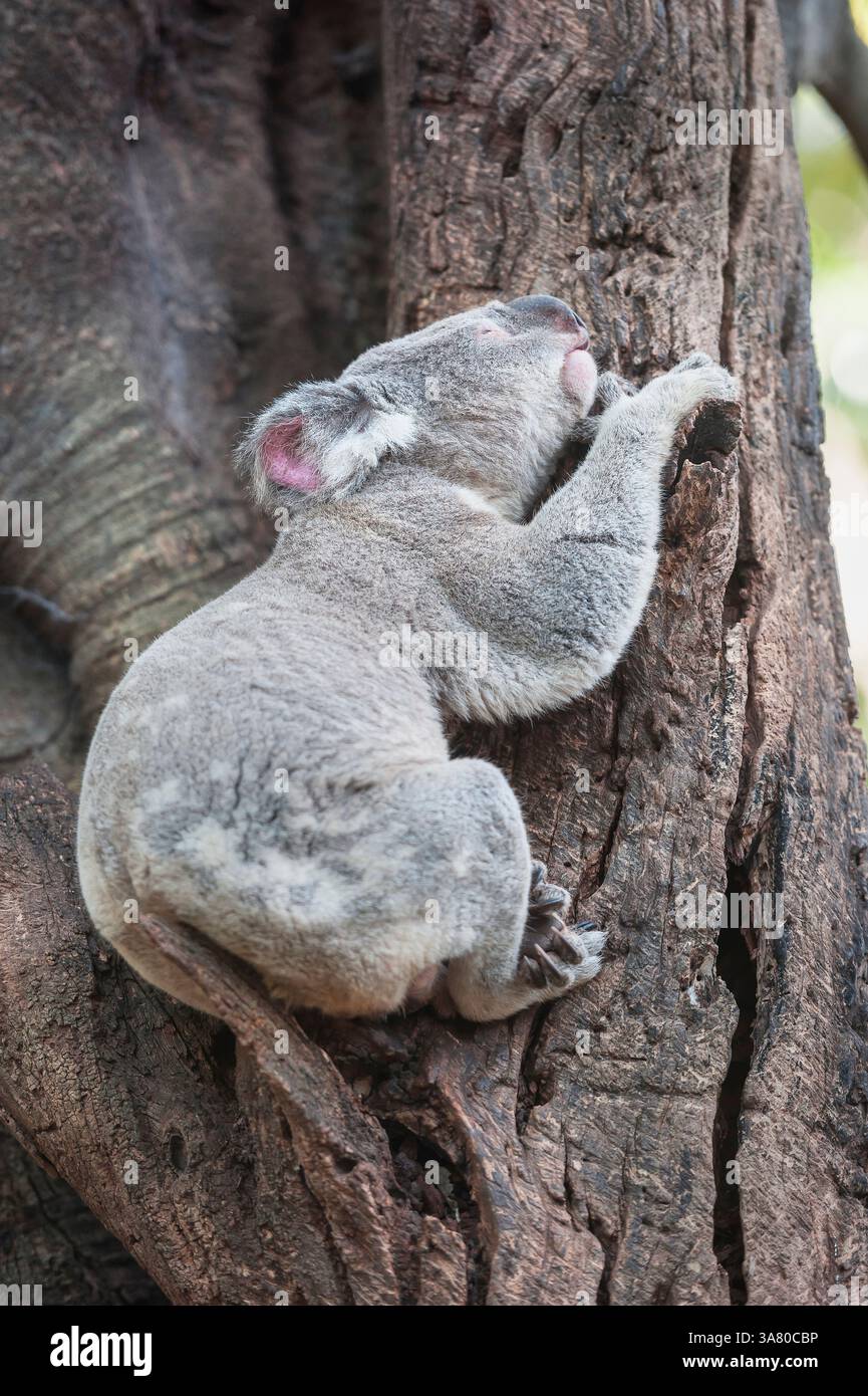 Koala (Phascolarctos Cinereous) ruht auf einem Baum, Brisbane, Queensland, Australien Stockfoto