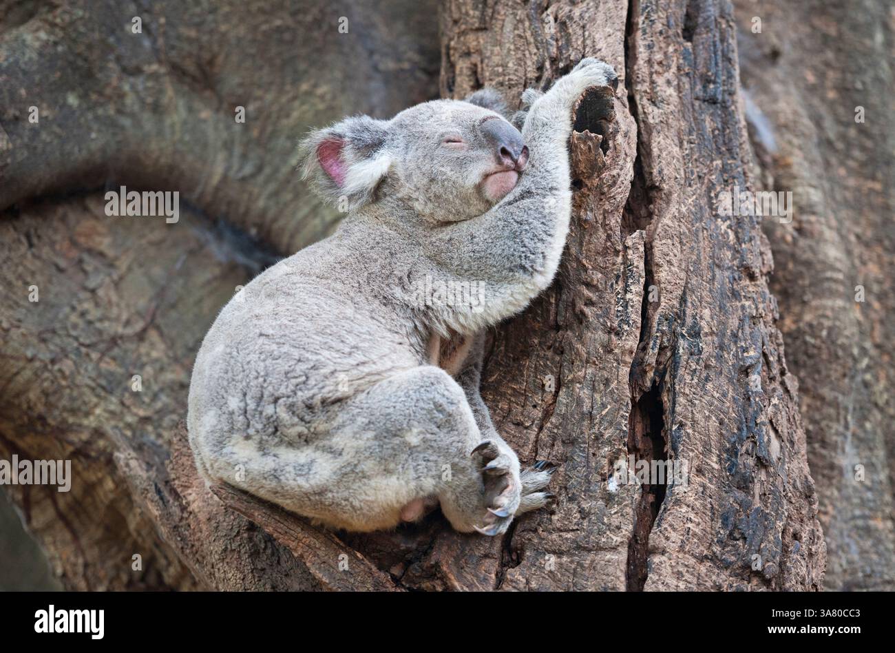 Koala (Phascolarctos Cinereous) ruht auf einem Baum, Brisbane, Queensland, Australien Stockfoto