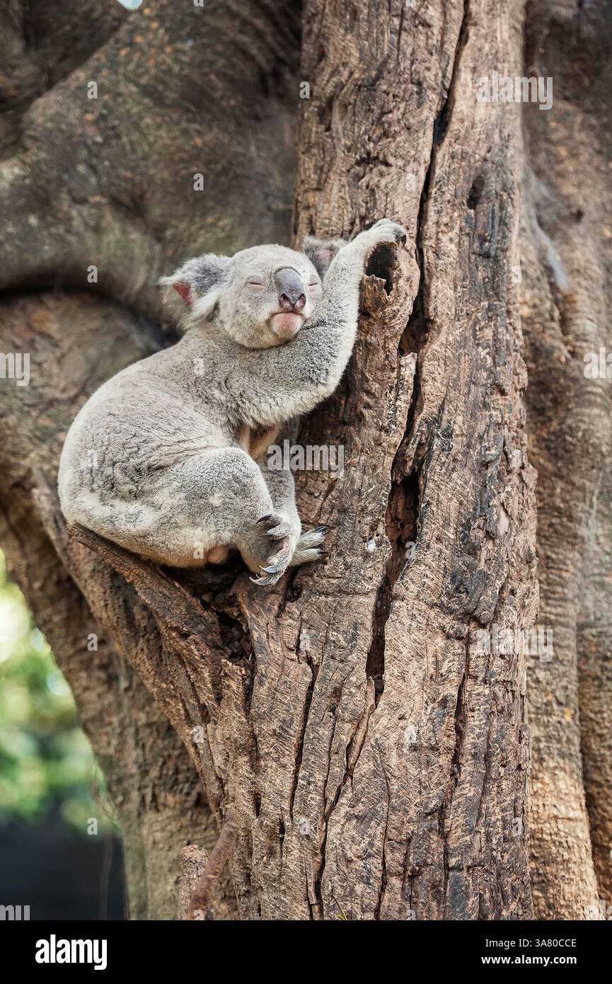 Koala (Phascolarctos Cinereous) ruht auf einem Baum, Brisbane, Queensland, Australien Stockfoto