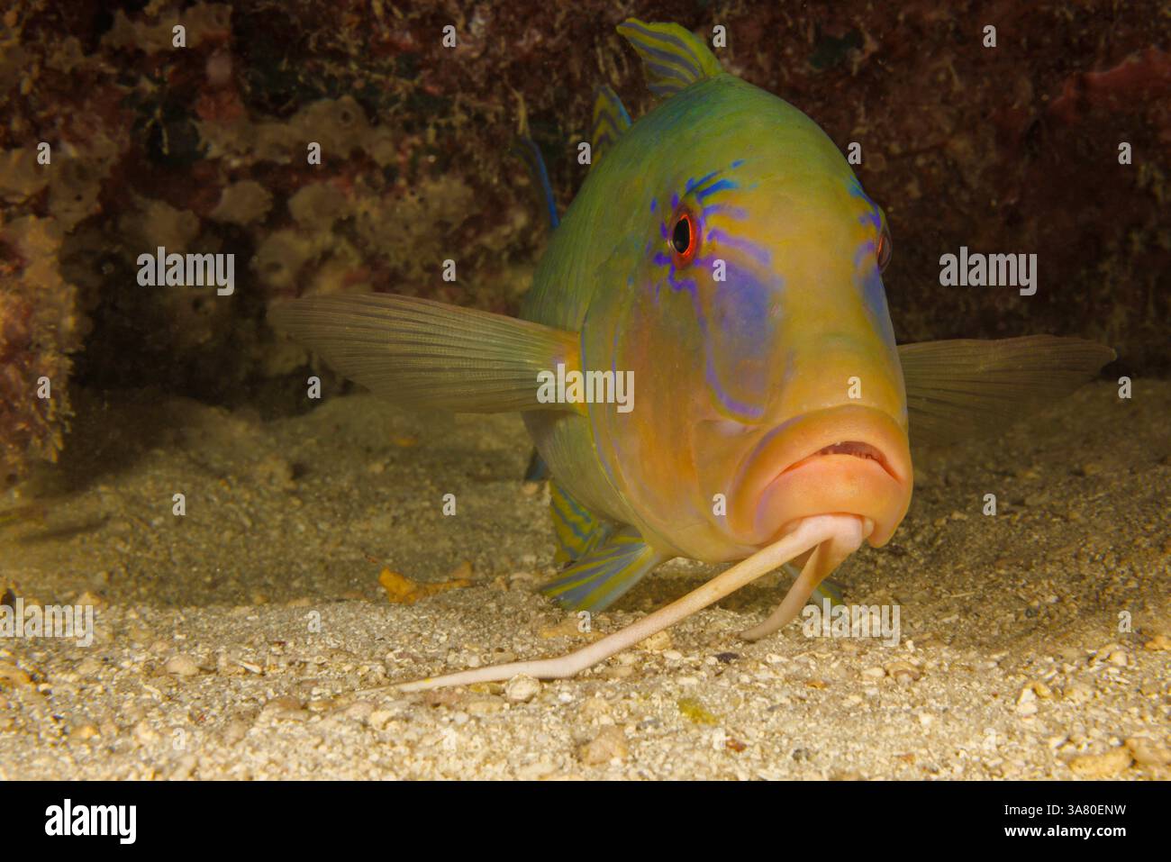 Diese nächtliche Nahaufnahme eines blauen Ziegenfisches, Parupeneus cyclostomus, zeigt die beiden Barteln unter dem Kinn, die verwendet werden, um Beute zu ermitteln und zu detektieren, Yap, M Stockfoto