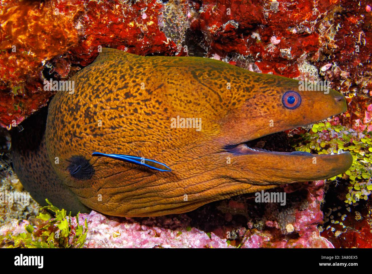 Ein Jugendlicher bluestreak Cleaner wrasse, Labroides dimidiatus, inspiziert ein giant Moray, Aal, gymnothorax Javanicus, vor der Insel Yap in Mikronesien. Stockfoto