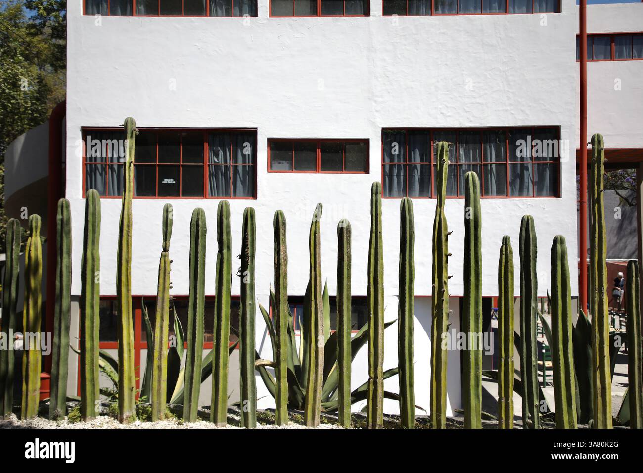 Mexiko, Mexiko. März 2025. Kakteen vor Diego Rivera und Frida Kahlo House-Studio Museum. Das Diego Rivera and Frida Kahlo House-Studio Museum ist ein 3-stöckiges Haus-Studio-Museum in San Ángel, Mexiko-Stadt, entworfen von dem Architekten Juan O’Gorman, einem Freund von Diego Rivera, und wurde 1932 fertiggestellt. Es ist eines der ersten „funktionalistischen“ Gebäude in Lateinamerika. Quelle: SOPA Images Limited/Alamy Live News Stockfoto