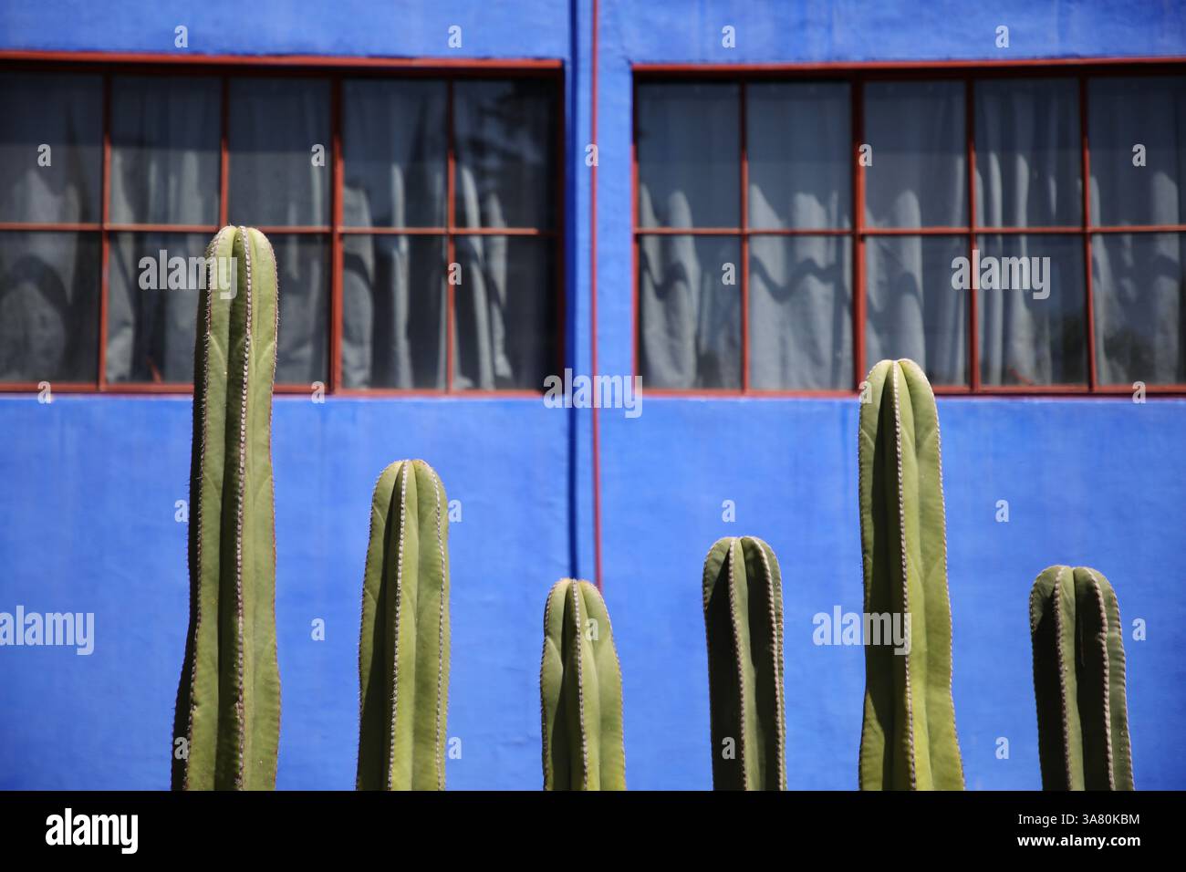 Mexiko, Mexiko. März 2025. Kakteen vor Diego Rivera und Frida Kahlo House-Studio Museum. Das Diego Rivera and Frida Kahlo House-Studio Museum ist ein 3-stöckiges Haus-Studio-Museum in San Ángel, Mexiko-Stadt, entworfen von dem Architekten Juan O’Gorman, einem Freund von Diego Rivera, und wurde 1932 fertiggestellt. Es ist eines der ersten „funktionalistischen“ Gebäude in Lateinamerika. (Foto: Apolline Guillerot-Malick/SOPA Images/SIPA USA) Credit: SIPA USA/Alamy Live News Stockfoto