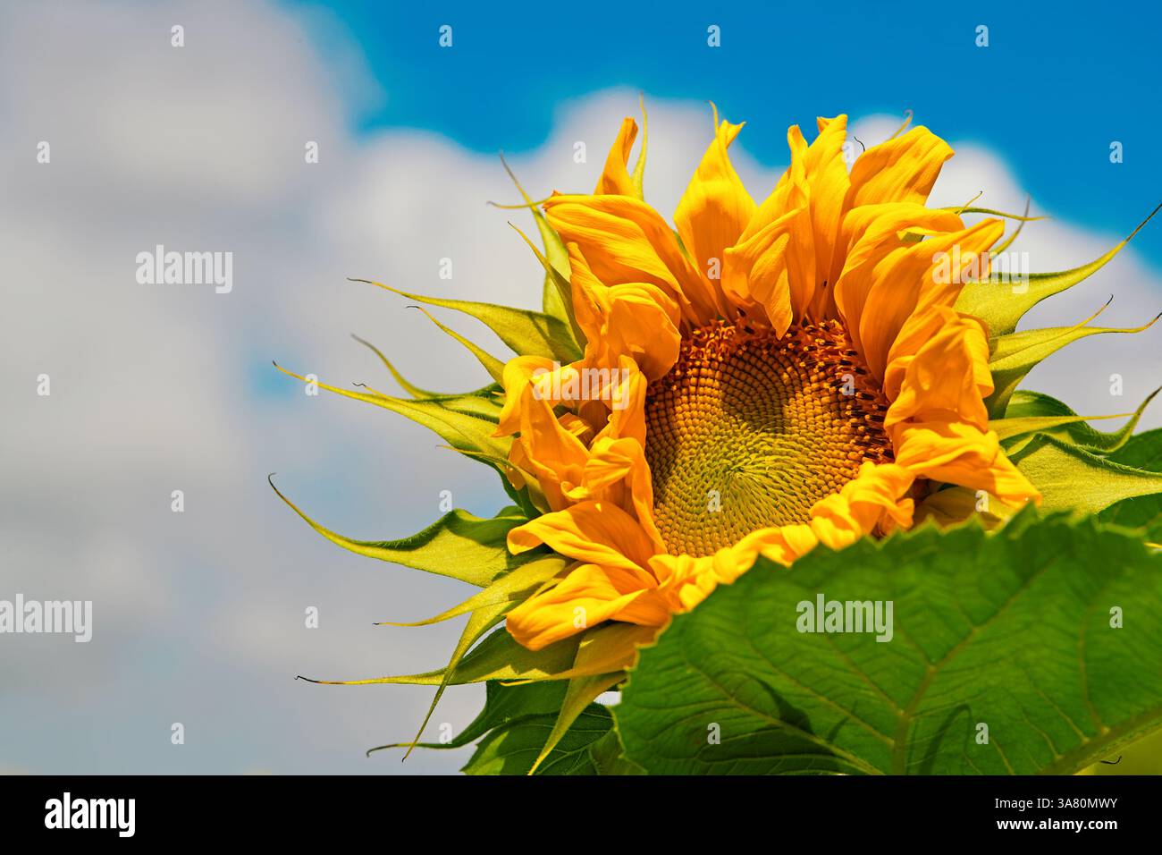 Leuchtende Sonnenblume Gegen Den Blauen Himmel Stockfoto