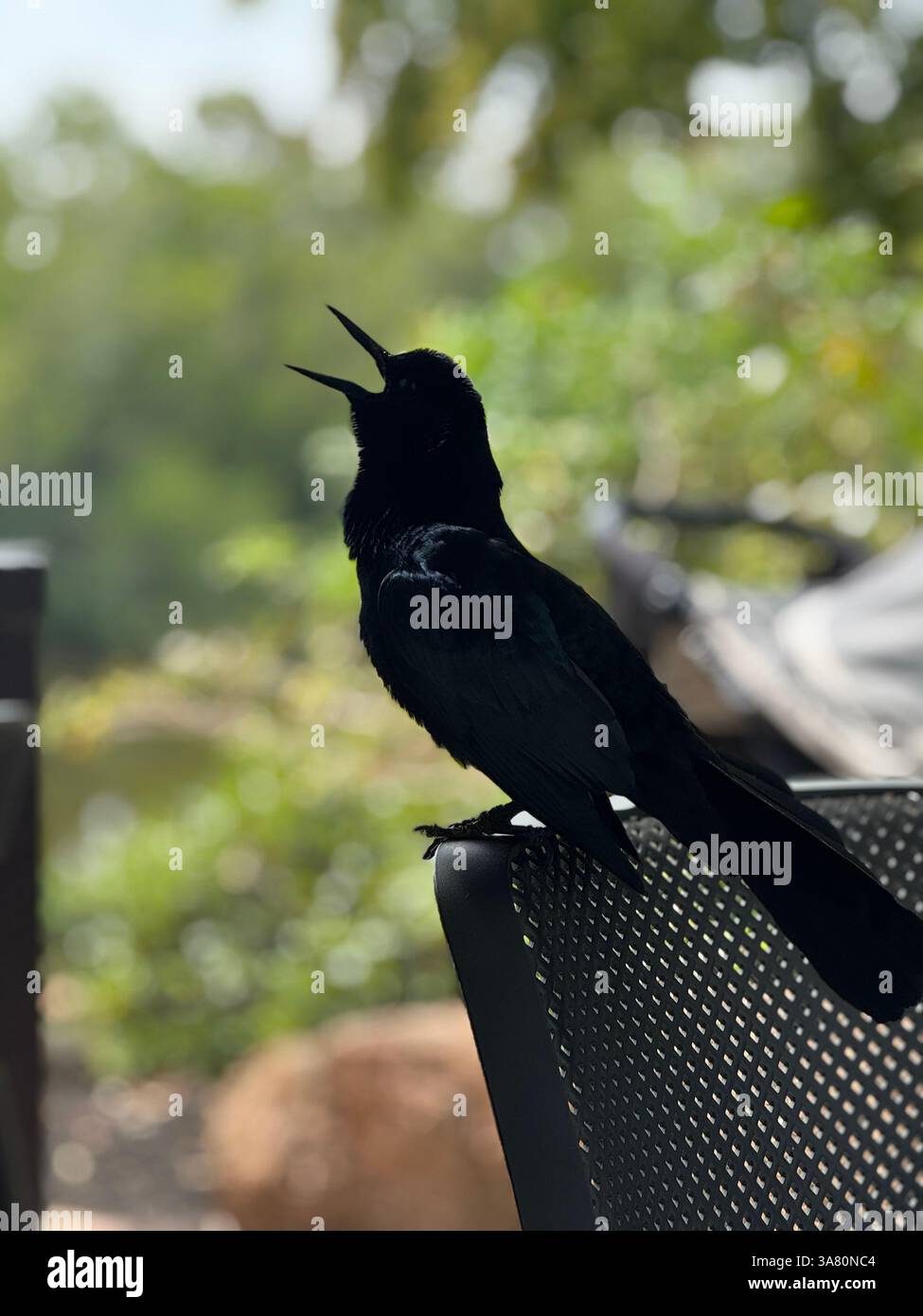 Auffällig Auffällig Squawking Black Bird Grackle - Smartphone-aufgenommenes Stockfoto