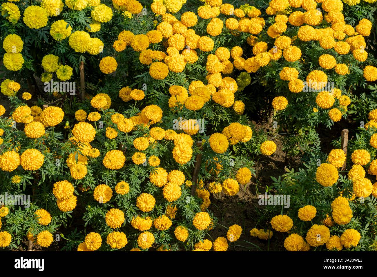 Die Ringelblume Tagetes spp Ringelblumen produzieren leuchtend gelbe, orange, rote oder goldene Blüten, manchmal mit zweifarbigen Blütenblättern Stockfoto