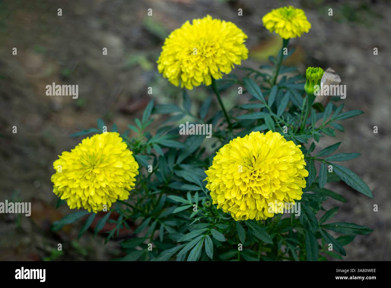 Das ist eine blassgelbe Ringelblume. Ringelblumen produzieren leuchtend gelbe, orange, rote oder goldene Blüten, manchmal mit zweifarbigen Blütenblättern Stockfoto