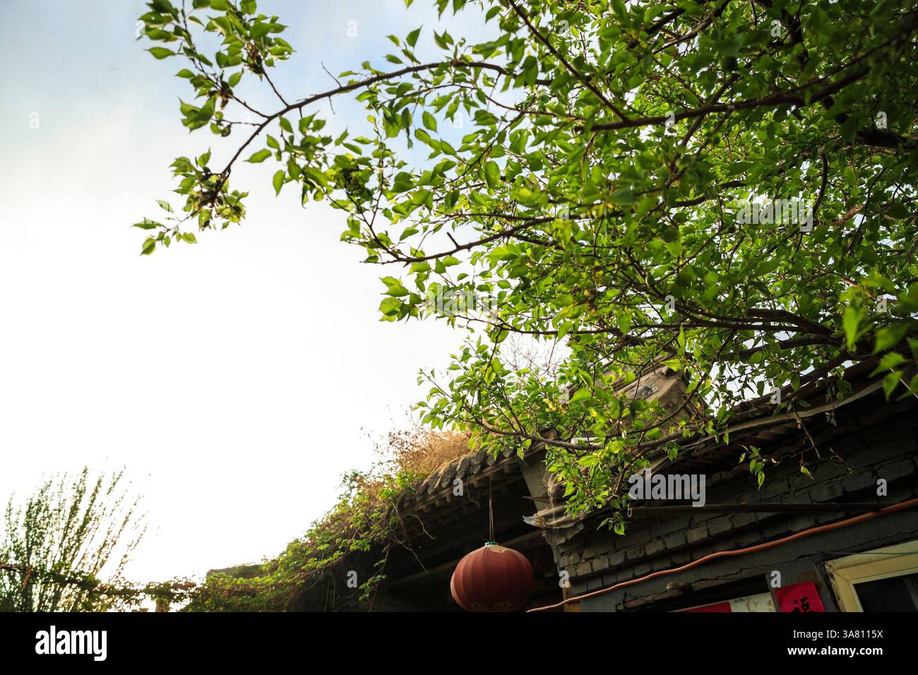 Sonnenlicht streamt durch Baumzweige in urbaner Umgebung Stockfoto