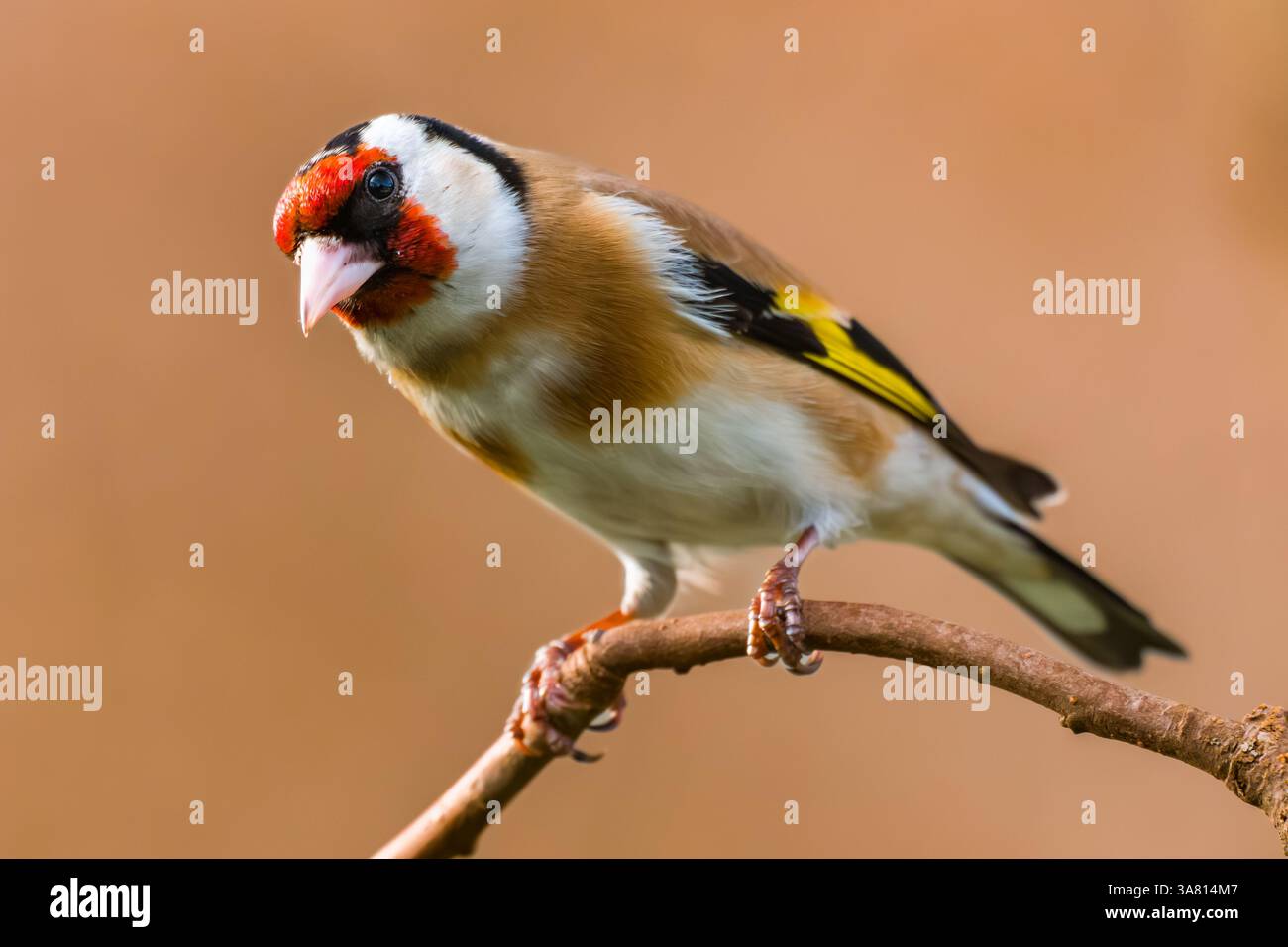 Europäischer Goldfink aus nächster Nähe. Europäischer Goldfink oder einfach nur der Goldfink, Carduelis carduelis, ist ein kleiner Passerinvogel. Stockfoto