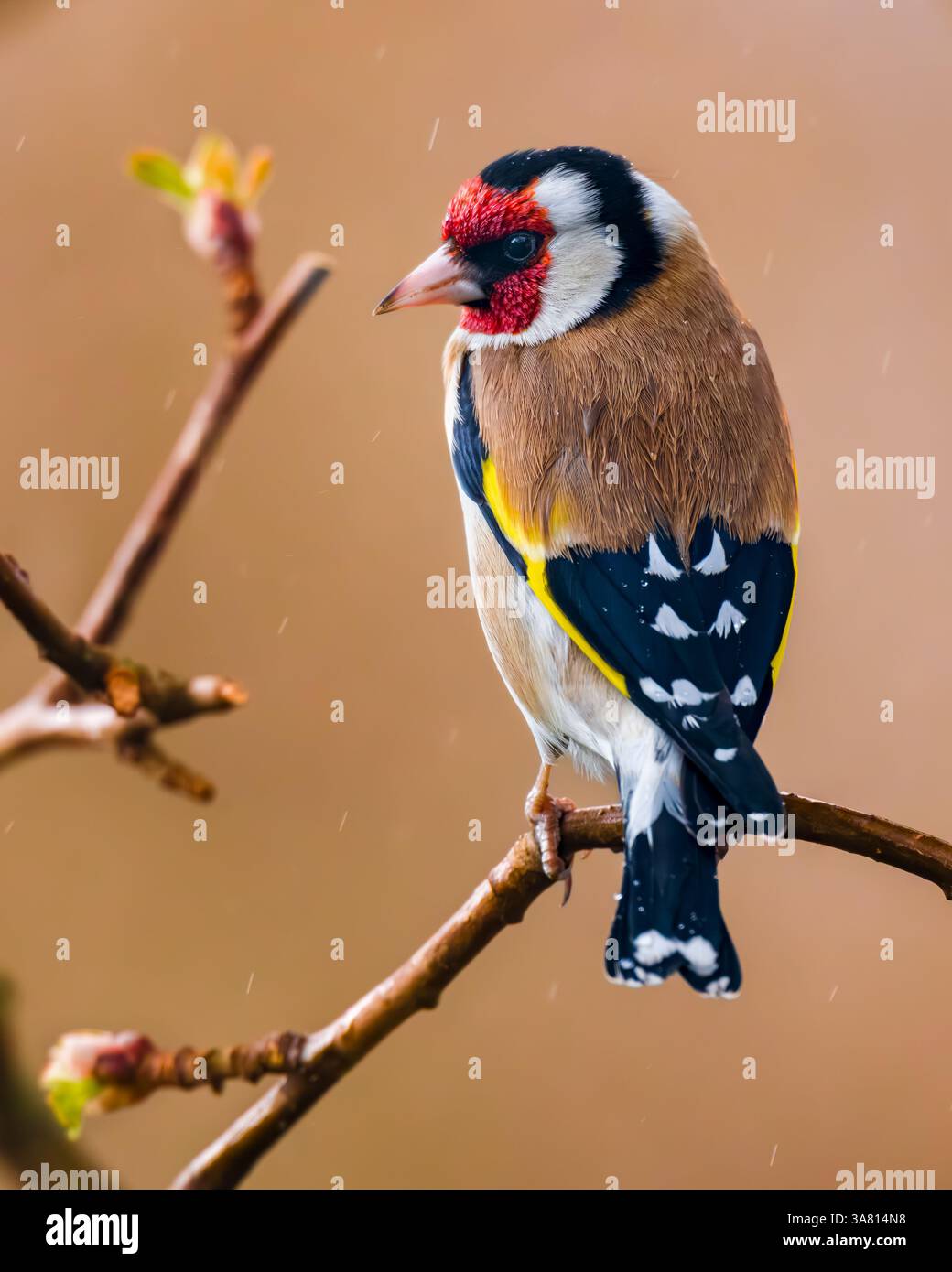 Europäischer Goldfink aus nächster Nähe. Europäischer Goldfink oder einfach nur der Goldfink, Carduelis carduelis, ist ein kleiner Passerinvogel. Stockfoto