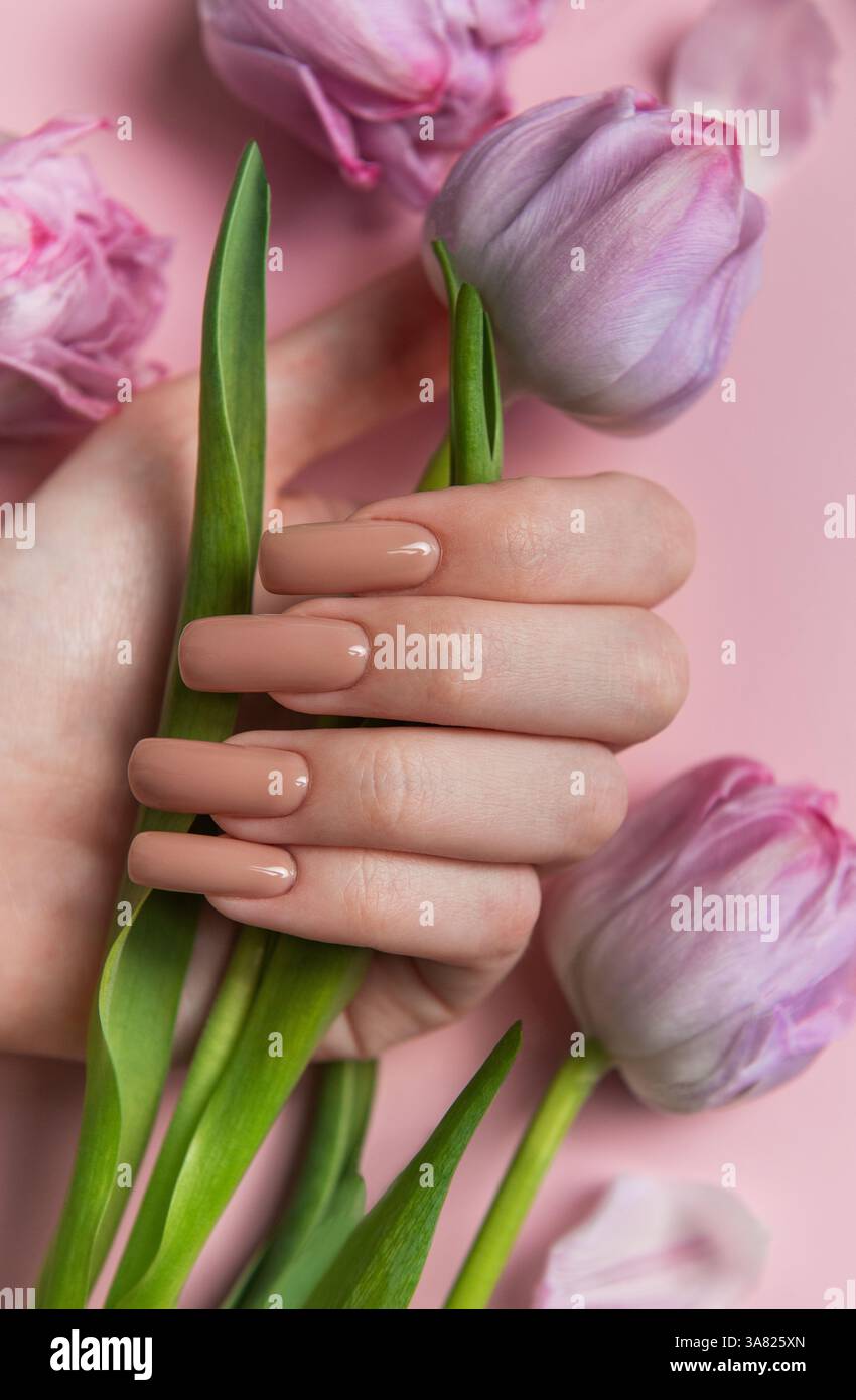 Weibliche Hand mit langen Nägeln mit neutralem beigem nagellack, der eine Tulpenblüte auf rosa Hintergrund hält Stockfoto