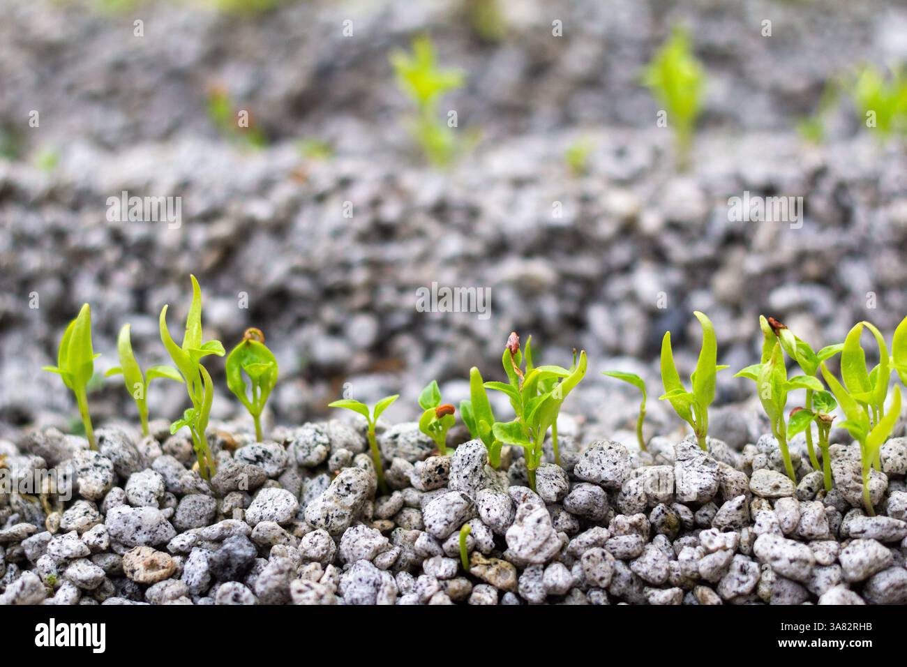 Salat, der durch Hydrokultur in einem Garten auf Boracay Island, Philippinen, angebaut wird und nachhaltige Anbaumethoden auf einer tropischen Insel präsentiert Stockfoto