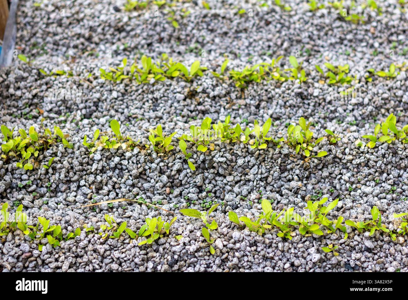 Salat, der durch Hydrokultur in einem Garten auf Boracay Island, Philippinen, angebaut wird und nachhaltige Anbaumethoden auf einer tropischen Insel präsentiert Stockfoto