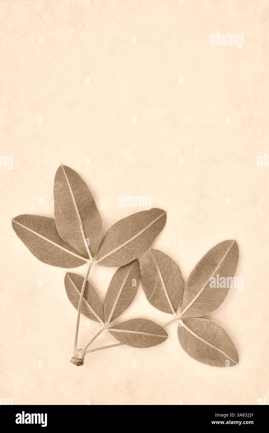 Sepia-Bild eines Satzes von drei Blättern des Laburnum-Baumes mit jeweils drei Flugblättern Stockfoto