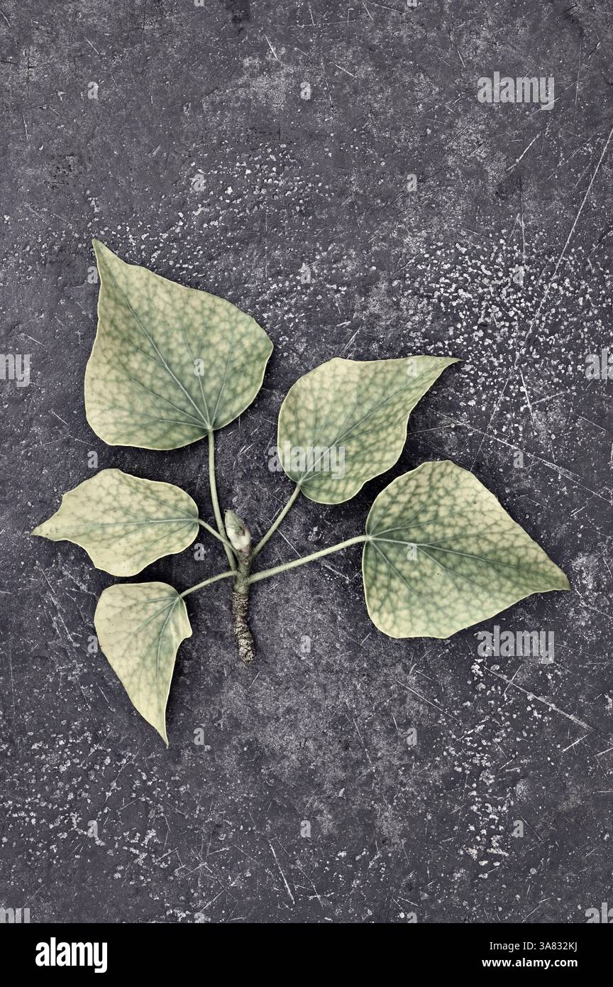 Zweig aus fünf Blättern von Evy oder Hedera helix gelb mit dunkelgrünen Adern auf dunklem Hintergrund Stockfoto
