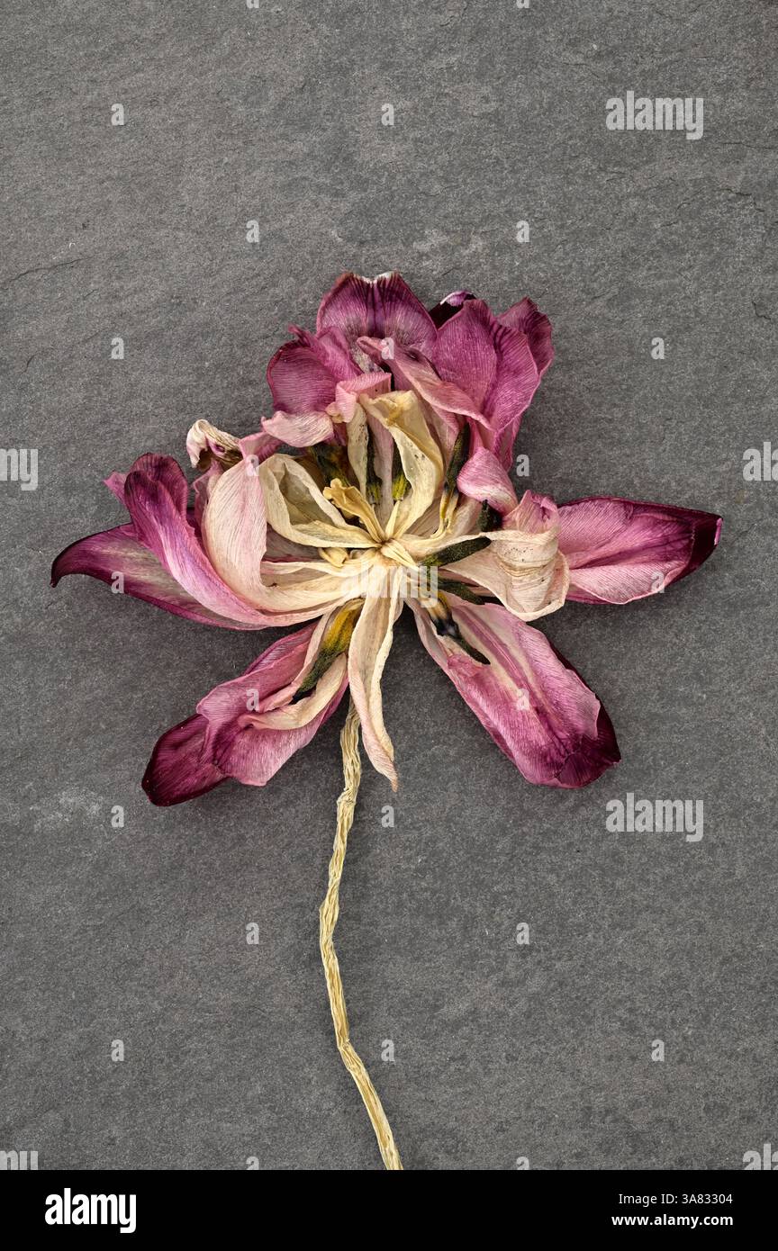 Getrocknete rote Tulpe und Stiel liegen auf dunklem Hintergrund Stockfoto