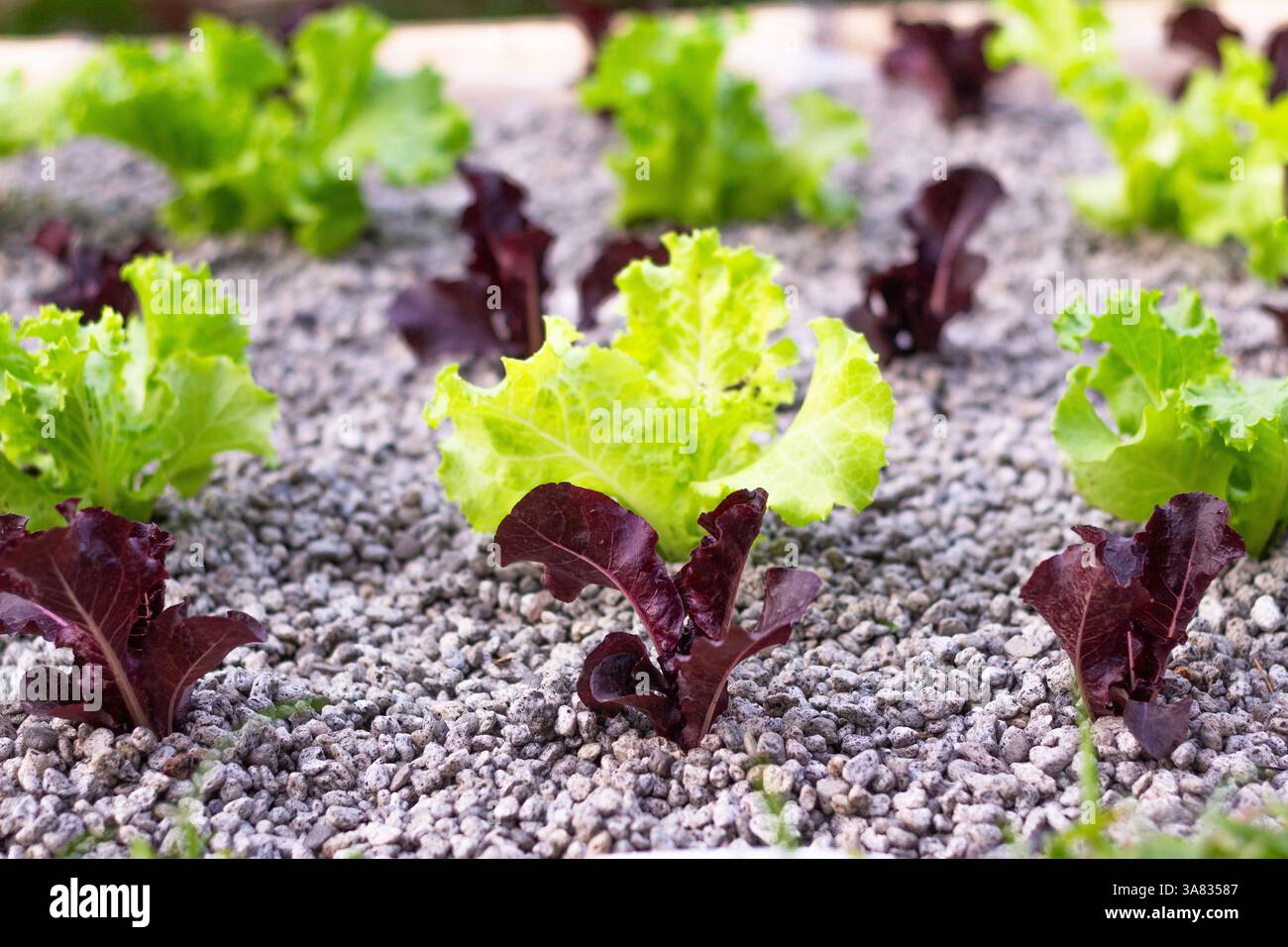 Salat, der durch Hydrokultur in einem Garten auf Boracay Island, Philippinen, angebaut wird und nachhaltige Anbaumethoden auf einer tropischen Insel präsentiert Stockfoto