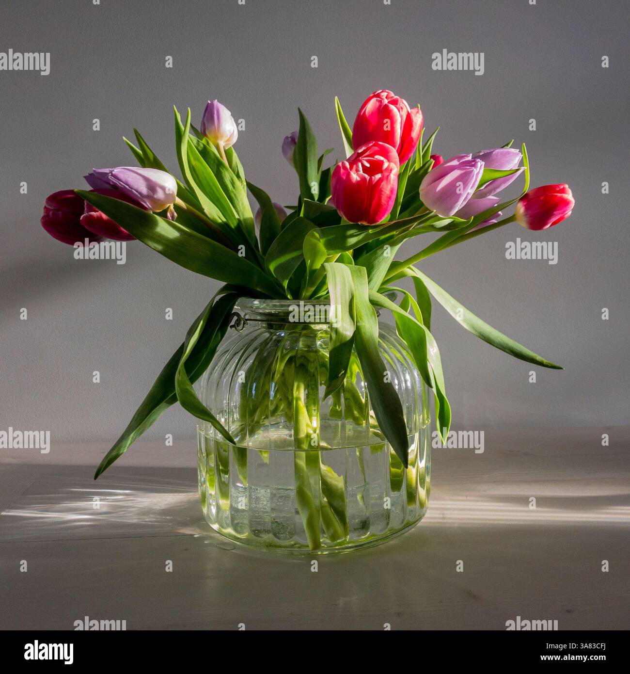 Stillleben einer Glasvase, gefüllt mit Tulpen in Rot- und Malventönen, von der Seite beleuchtet, reflektiert auf einem hellen Holztisch Stockfoto