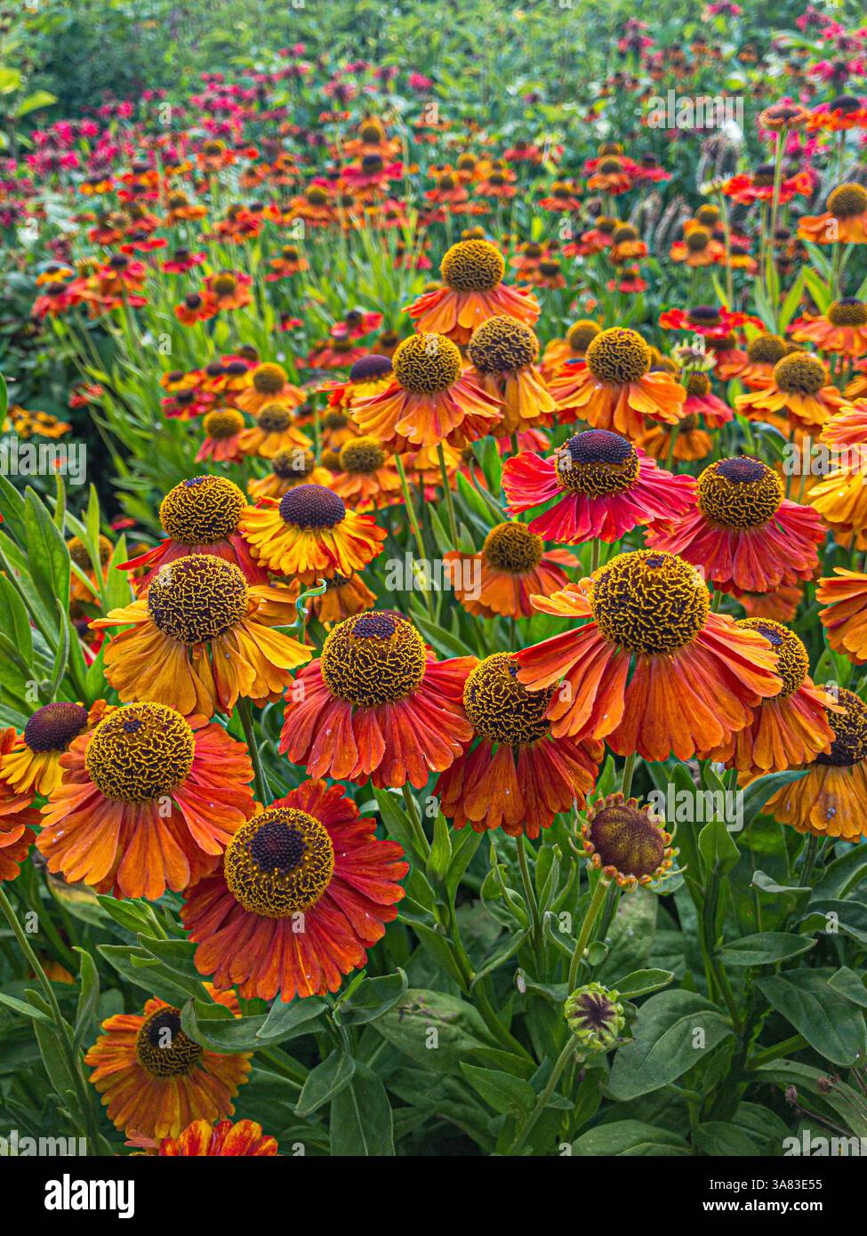Massen leuchtender orangefarbener und gelber Blüten von Helenium „Waldtraut“, die in einem britischen Garten blühen. Stockfoto