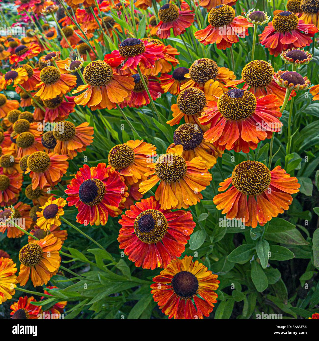 Massen leuchtender orangefarbener und gelber Blüten von Helenium „Waldtraut“, die in einem britischen Garten blühen. Stockfoto