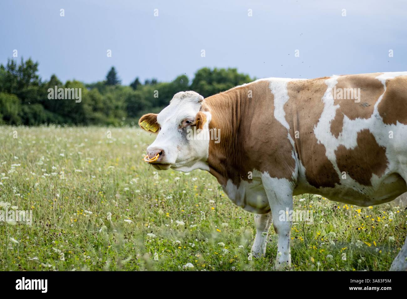 Eine stehende Kuh mit Ohrschildern Stockfoto