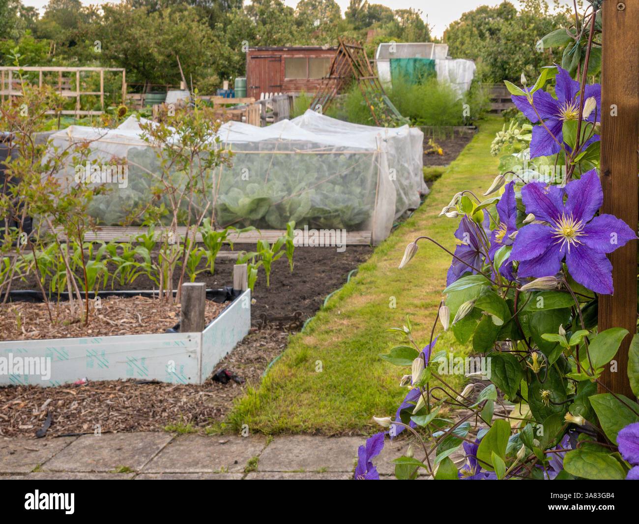 Violette Clematis-Blüten am Eingang zu einem produktiven Yorkshire-Schrebergwerk mit Hochbeeten, die mit weißen Netzen zum Schutz vor Insekten geschützt sind. Stockfoto