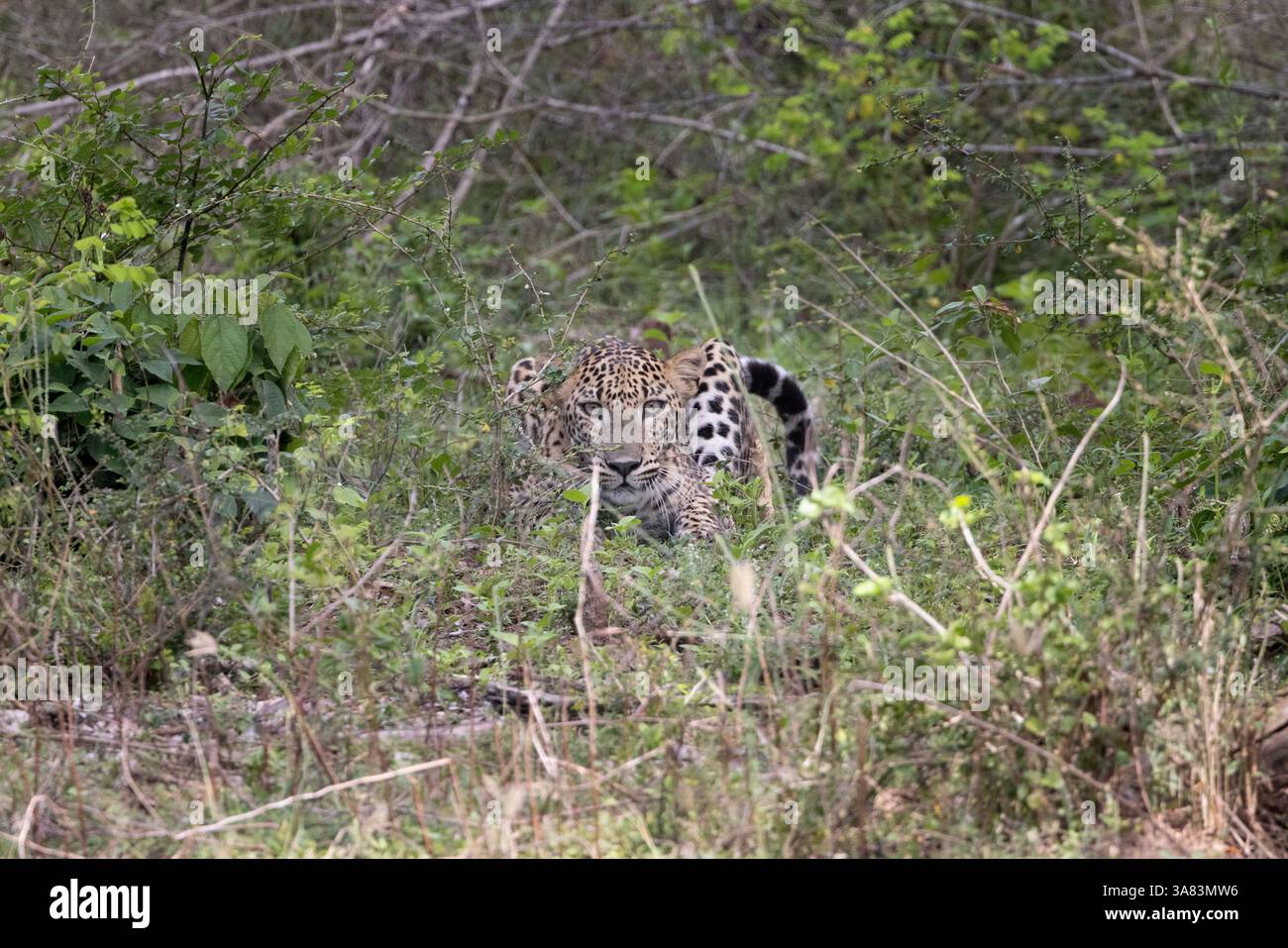 sri lankas Leopard wartet im Wald Stockfoto