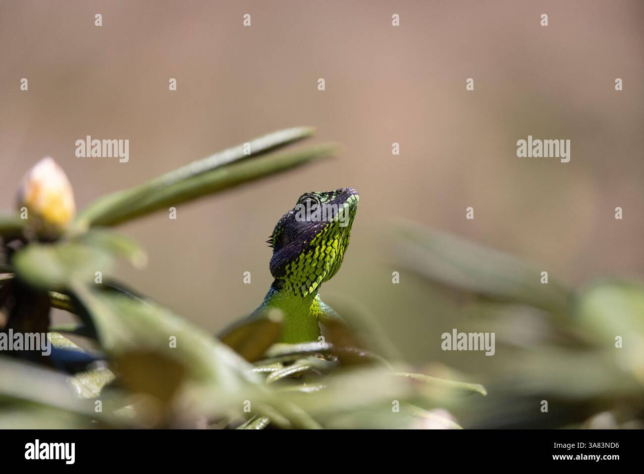 Sri Lanka Green Forest Lizard Sonnenbaden Stockfoto