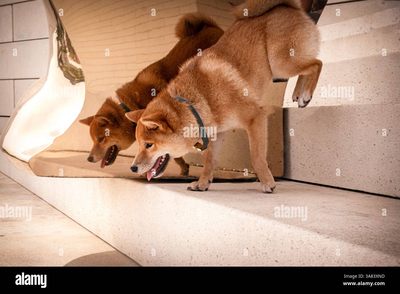 Ein Shiba-Inu-Hund geht Steintreppen hinunter, dessen Reflexion auf einem goldenen Spiegel sichtbar ist. Nahaufnahme, Haustierporträt, Außenbereich Stockfoto
