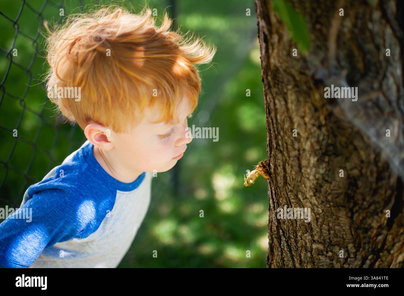Junge, der sich die Zikada genauer ansieht, die aus dem Exoskelett auf einem Baum kommt Stockfoto