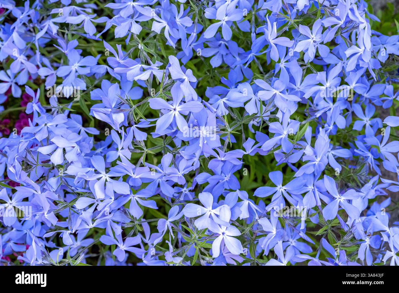 Eine Nahaufnahme der leuchtend blauen Phlox divaricata-Blüten in voller Blüte. Draufsicht. Stockfoto