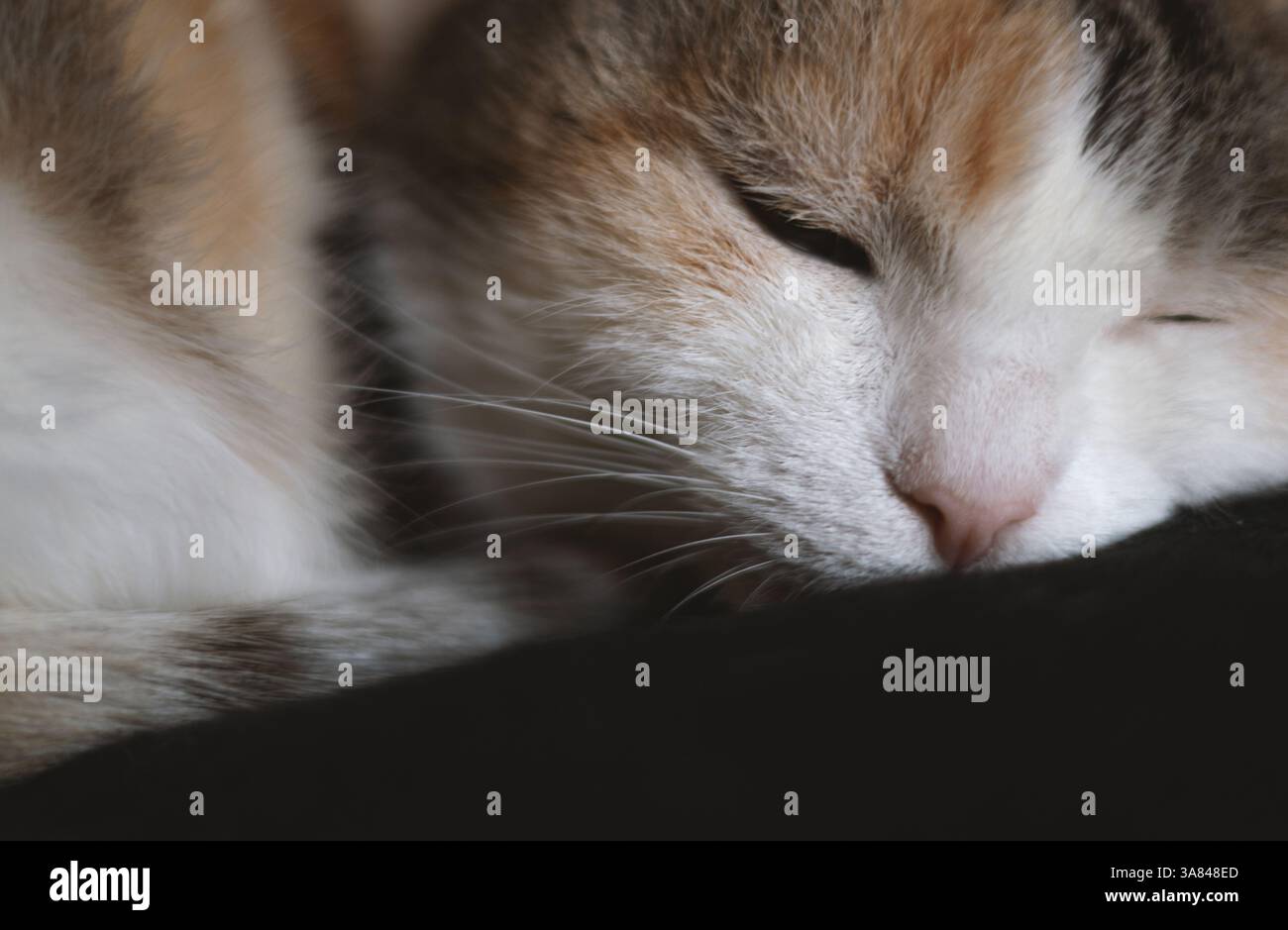 Nahaufnahme einer schlafenden Katze Stockfoto